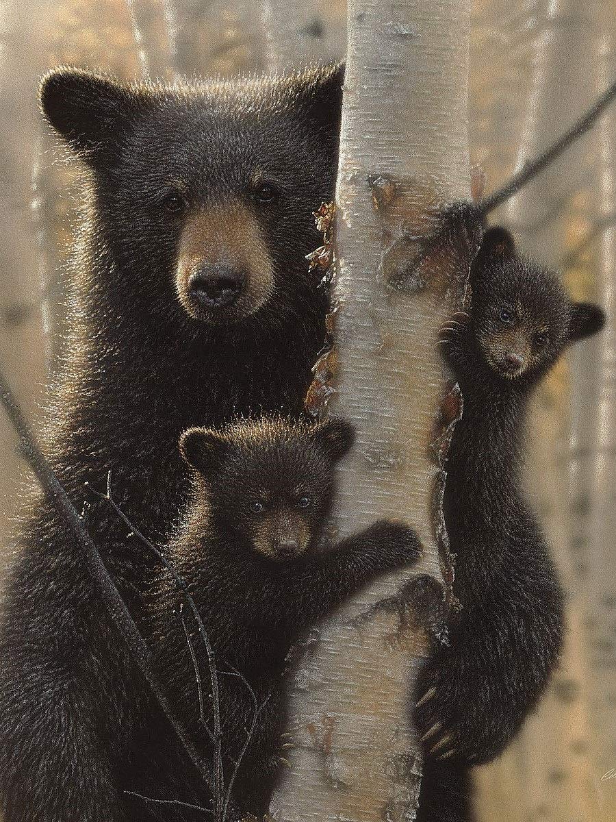 Amazon.com: Picture Peddler Black Bear Mother and Cubs - Mama Bear